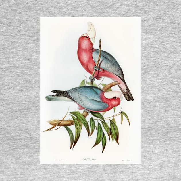 Cacatua Eos (Rose-breasted Cockatoo) by WAITE-SMITH VINTAGE ART